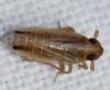 Kelisia guttulifera